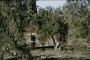 Olive Picking at Caniles