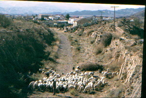 Almajalejo station from Huercal direction