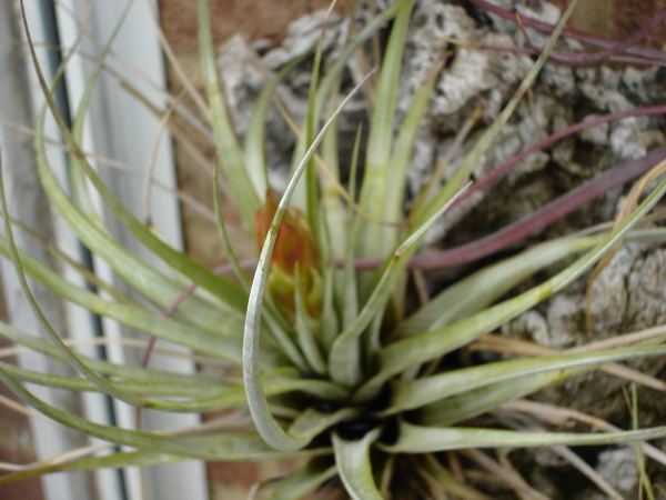 Tillandsia 08