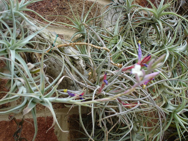 Tillandsia 05