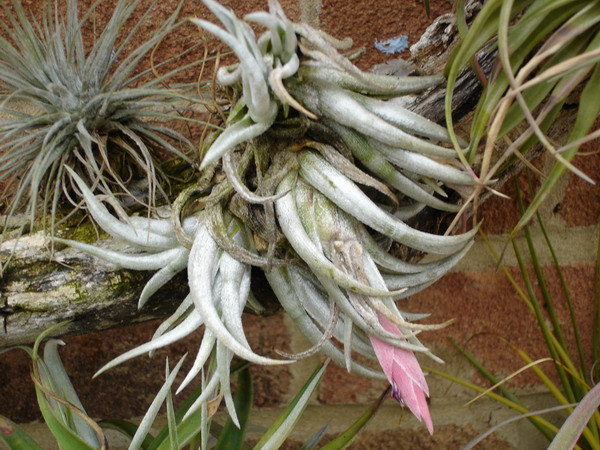 Tillandsia 06