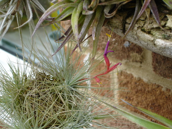 Tillandsia 07