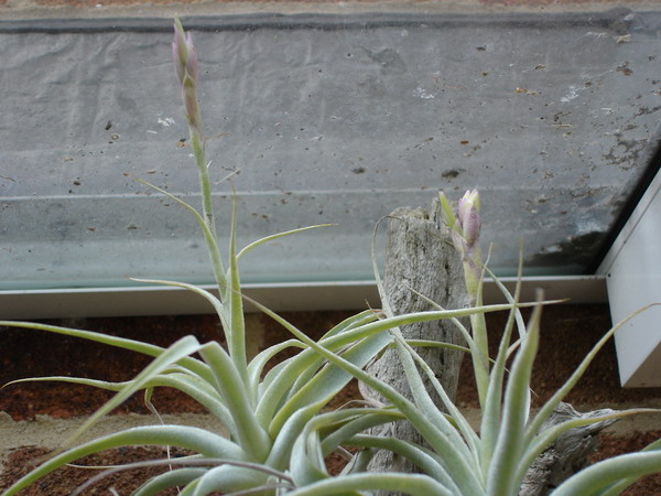 Tillandsia 09