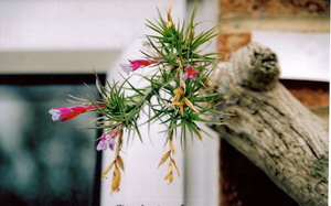 Tillandsia 12